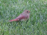 Baby Cardinal
