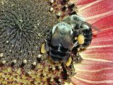 Bees