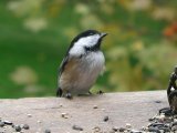 Chickadee