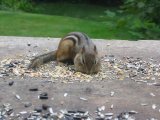 Backyard Wildlife