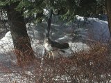 Redtailed Hawk