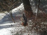 Redtailed Hawk