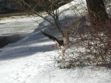 Redtailed Hawk