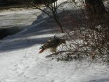 Redtailed Hawk