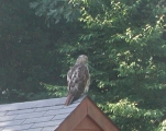 Redtailed Hawk
