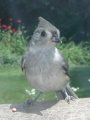 Tufted Titmouse